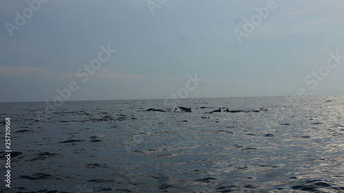 Dolphins swimming in the open water of the indian ocean © Fizzl