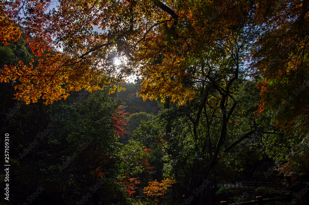 秋の朝・明治の森箕面国定公園