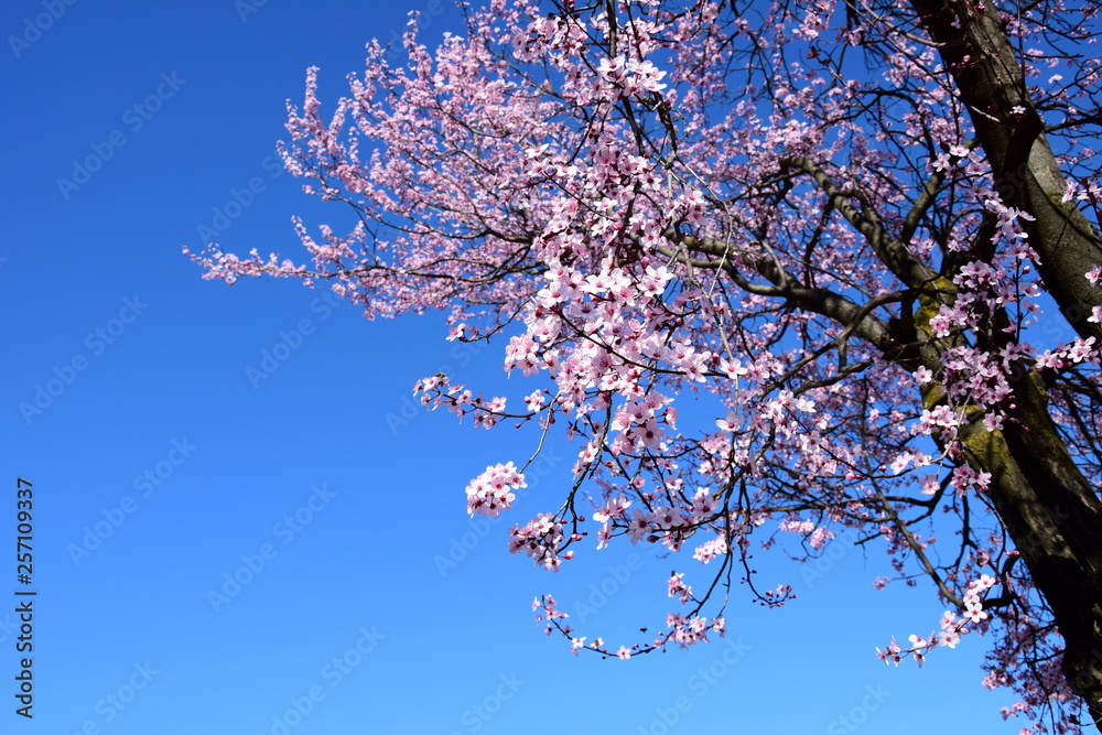 Zierkirschenblüten mit Baumstamm vor blauen Himmel