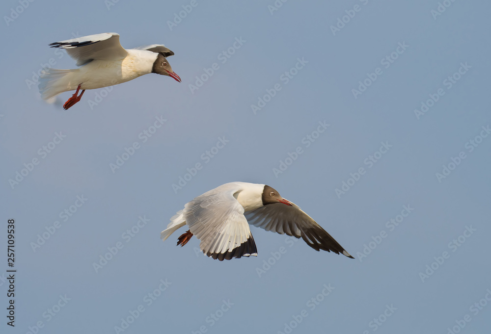 Seagulls flying at Bang Pu, Samut Prakan, Thailand Seagulls flying at Bang Pu, Samut Prakan, Thailand