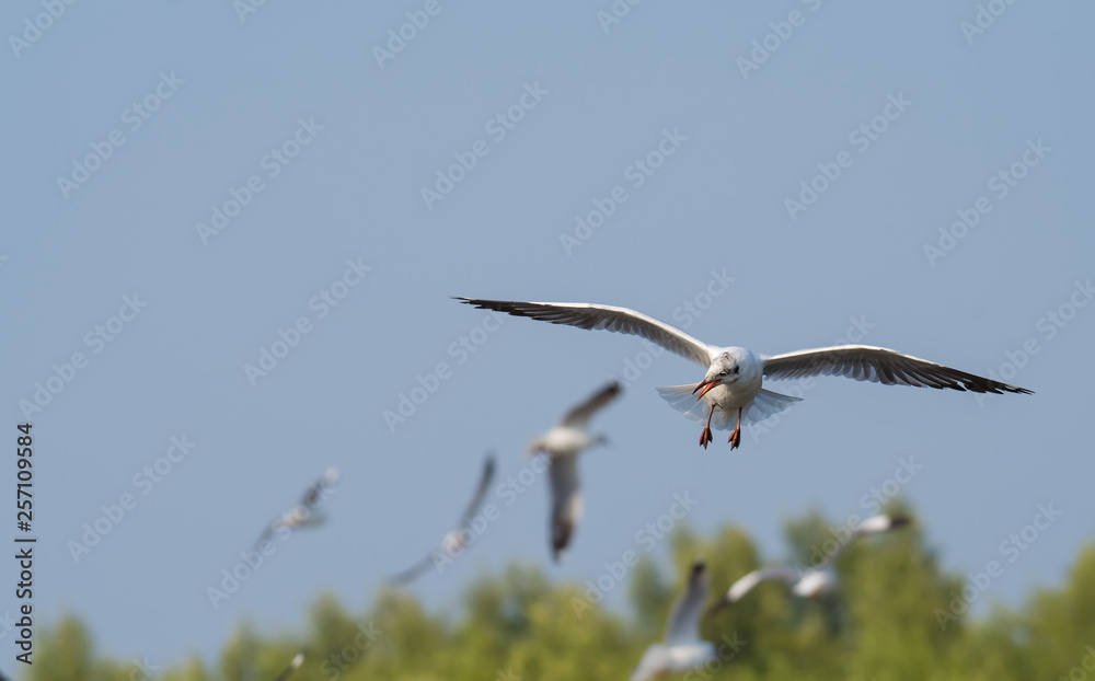 Seagulls flying at Bang Pu, Samut Prakan, Thailand Seagulls flying at Bang Pu, Samut Prakan, Thailand