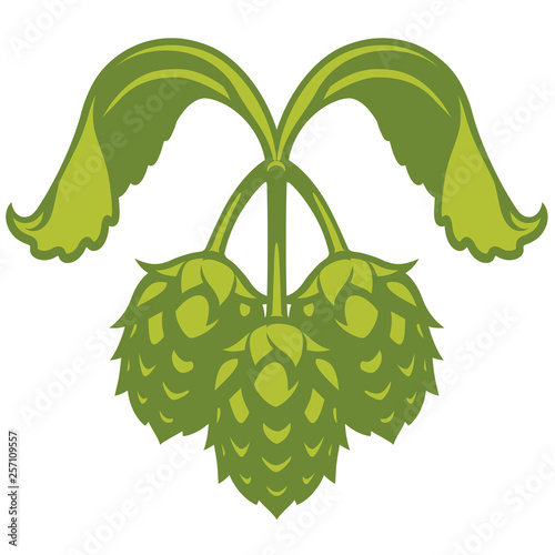 Hops vector visual graphic icon or logo, ideal for beer, stout, ale, lager, bitter labels and packaging etc.