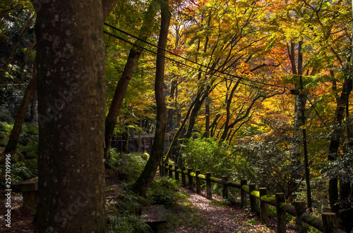 明治の森箕面国定公園・紅葉する滝道の風景