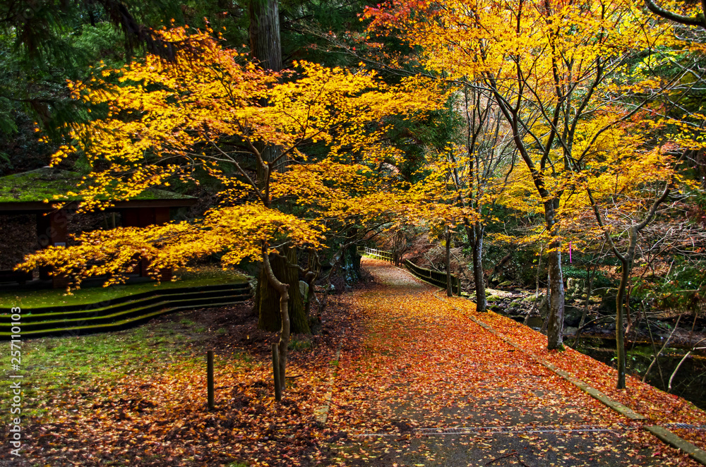 Obraz premium 大阪府箕面市・箕面ビジターセンターの紅葉の風景