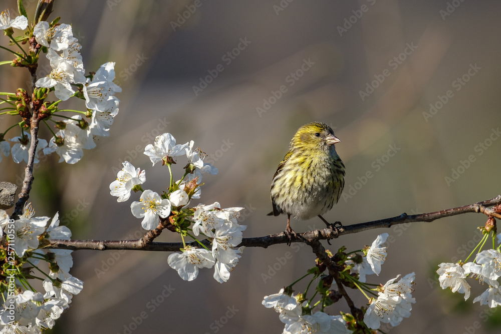 Fototapeta premium Lucherino