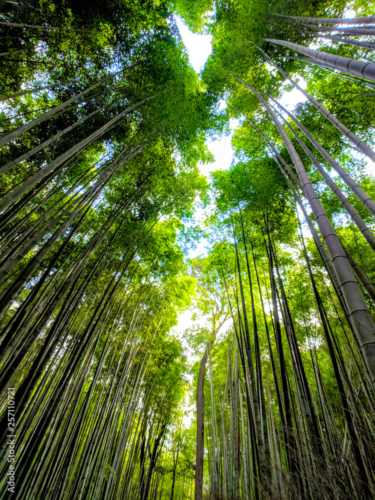 Japan Green Bamboo Forest 