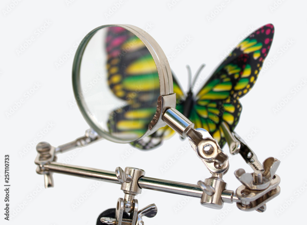 analysis of butterfly analysis of butterfly