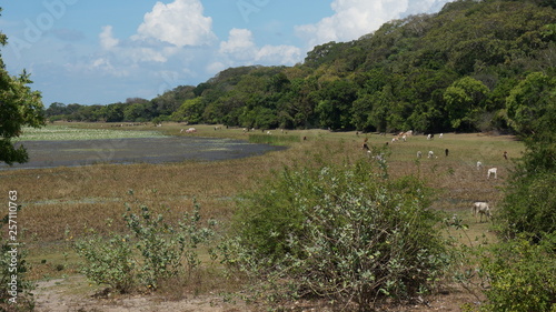 landscape with a lake and cows eating gras nearby - Sri Lanka