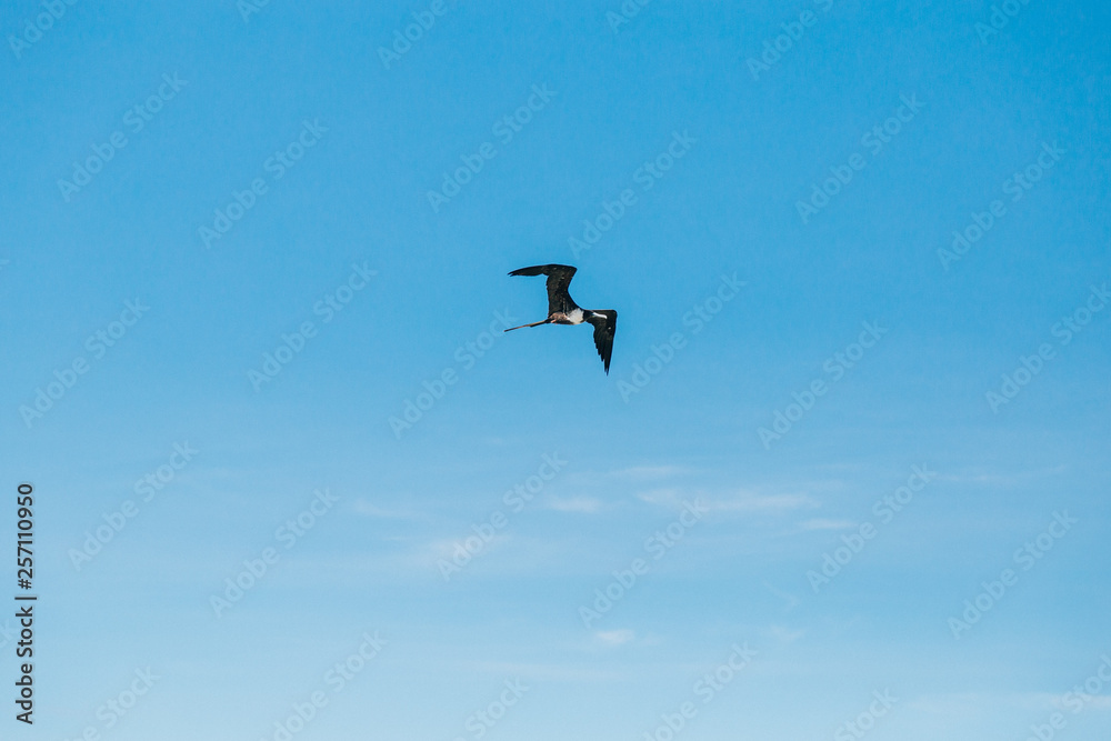 Fototapeta premium kite in the sky