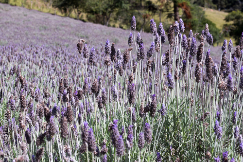 lavenders 2