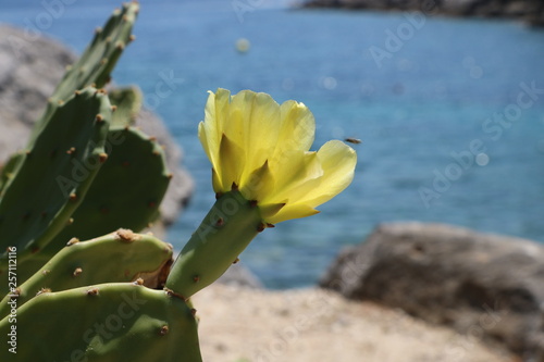 Yellow flowers of cactus near the sea. Sea view.