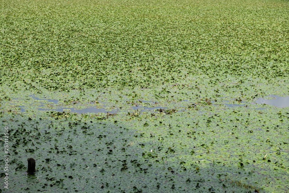 Leaves or pond weed floating on a pond lake water. Leaves or pond weed floating on a pond lake water.