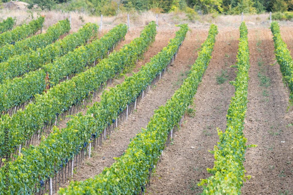 Val D'Orcia countryside in Tuscany, Italy with pattern of rolling hills farm landscape green winery vineyard grape vine rows in idyllic picturesque