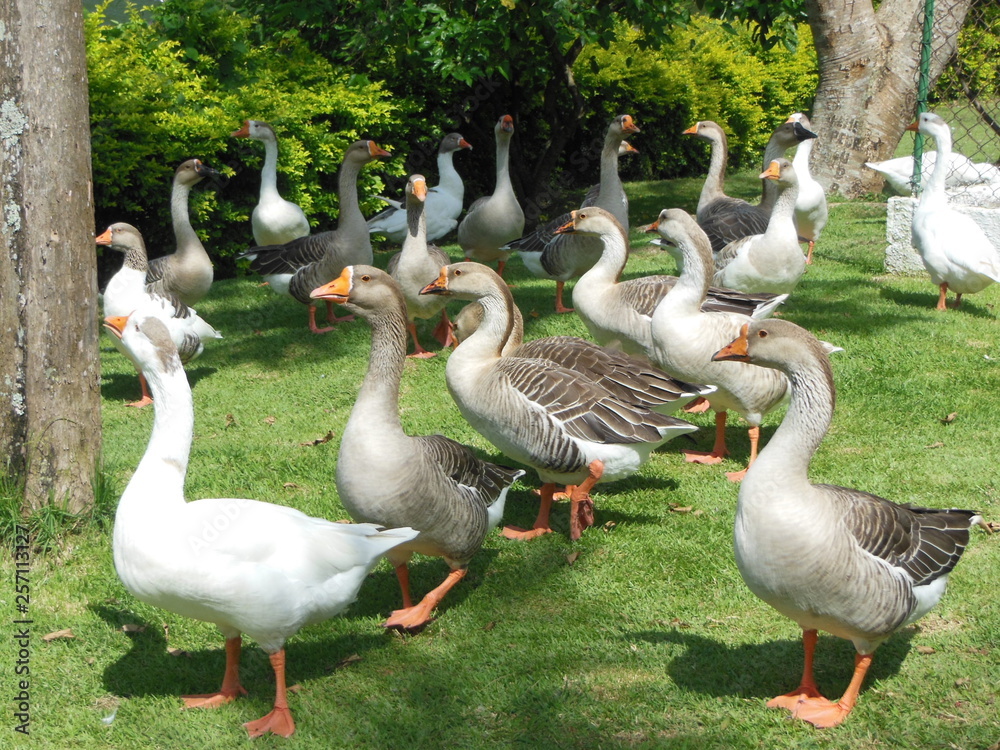 Obraz premium Parque Rizzo Patos