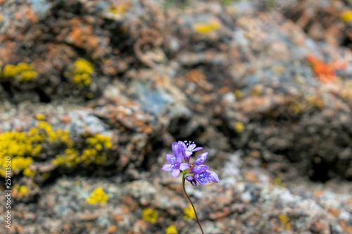 Close up. Beautiful blooming purple wildflowers - blue dicks, with blurred background of sharp grey rock covered with bright colored yellow, orange and red crustose lichen. photo