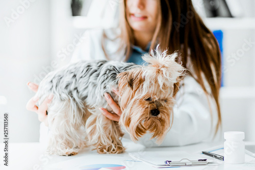 Veterinarian doctor and a york terrier at vet clinic. photo