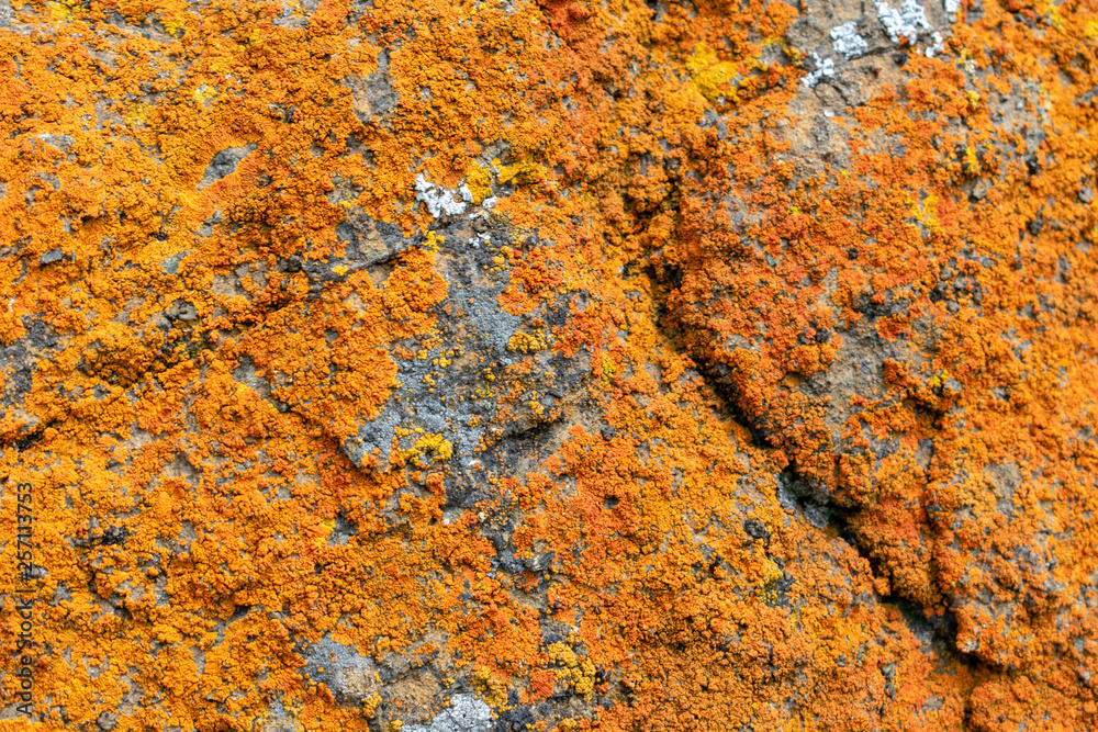 Close up. Orange and yellow rusty looking bright and vibrant colored crustose lichen crust grows on gray rock Close up. Orange and yellow rusty looking bright and vibrant colored crustose lichen crust grows on gray rock