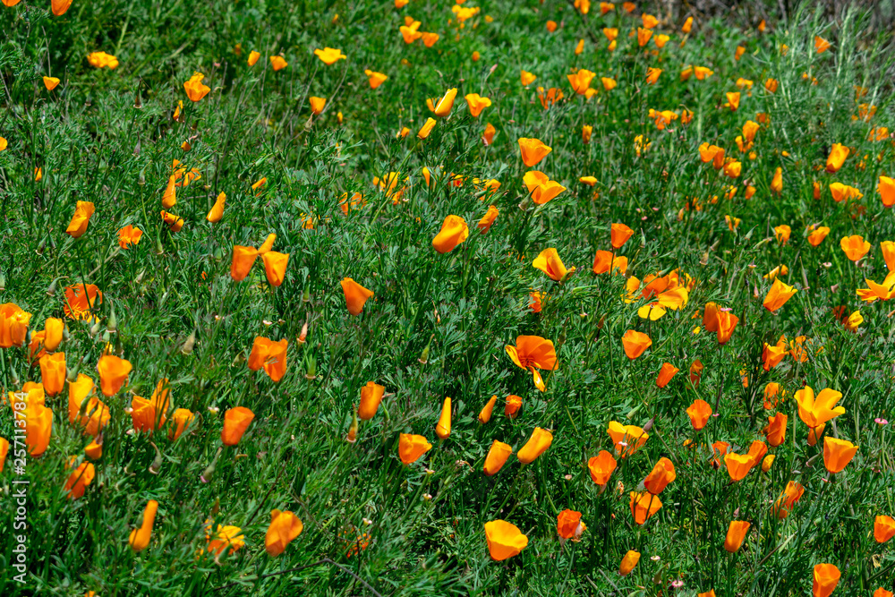 Field of California poppies, official state flower of California, in a super bloom. Showy cup-shaped flowers in brilliant shades of red, orange and yellow. 