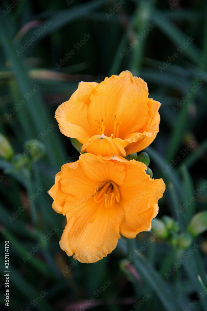 Fototapeta premium Flor