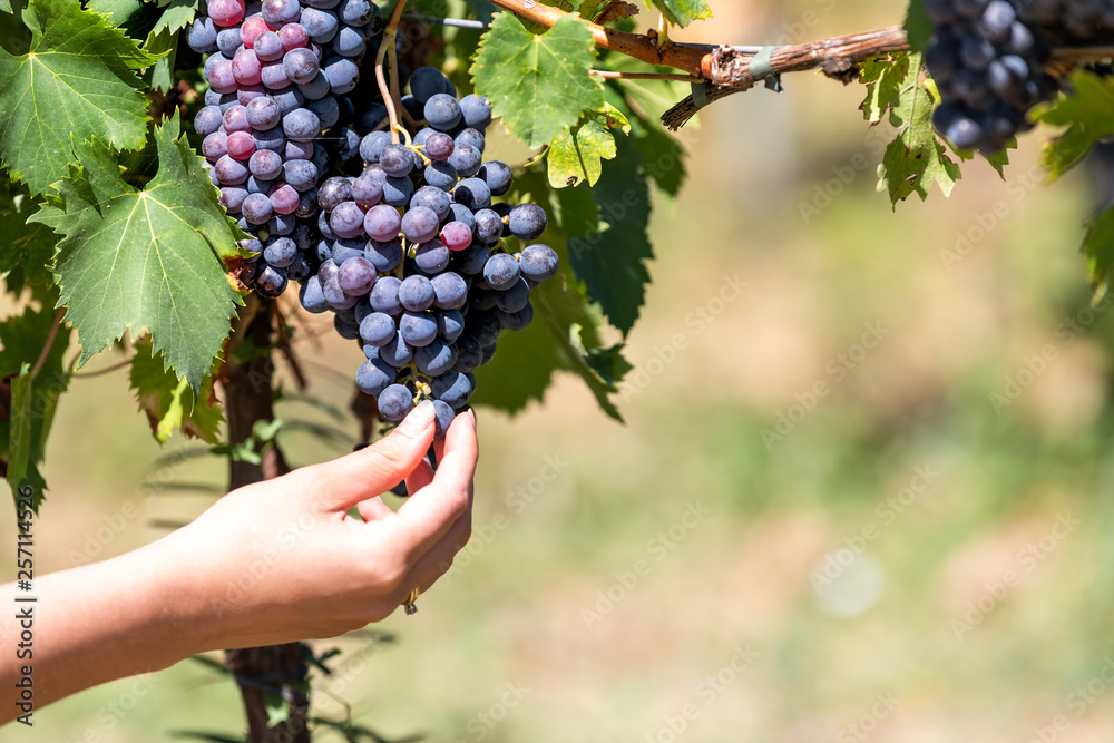 Closeup of young woman hand touching vineyard winery grapes grapevine leaves green in Italy hanging fruit