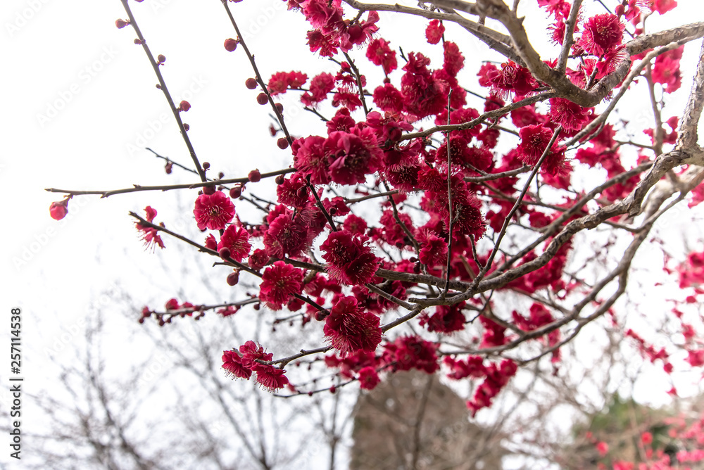 春の花 春の花