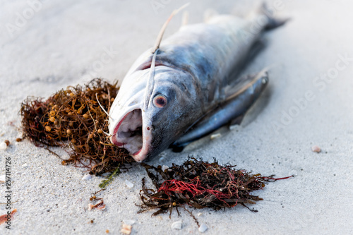 Closeup of one dead catfish fish with seaweed washed ashore during red tide algae bloom toxic in Naples beach in Florida Gulf of Mexico on sand photo