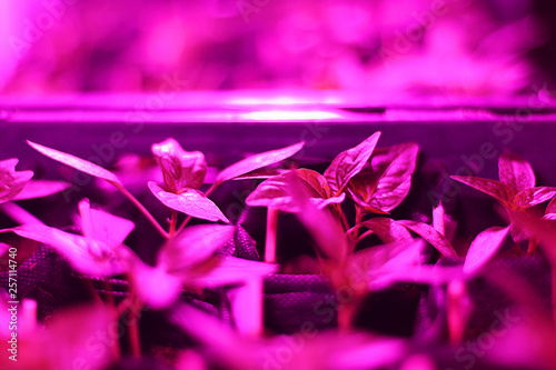 Growing plant seedlings and artificial lighting. Lamp for plant growth without the sun. The color is pink or purple. Ecology  business  Earth Day  organic plant growing.