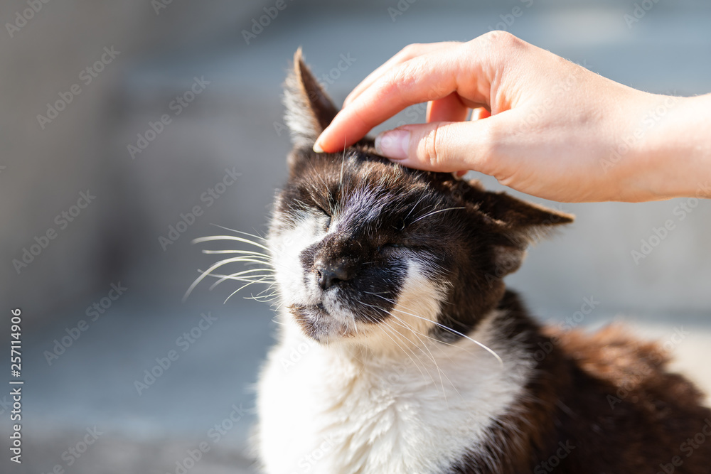 Hand petting rubbing head of stray cat companion pet happy smiling affection bonding face expression cute adorable kitty with closed eyes by steps on street Hand petting rubbing head of stray cat companion pet happy smiling affection bonding face expression cute adorable kitty with closed eyes by steps on street