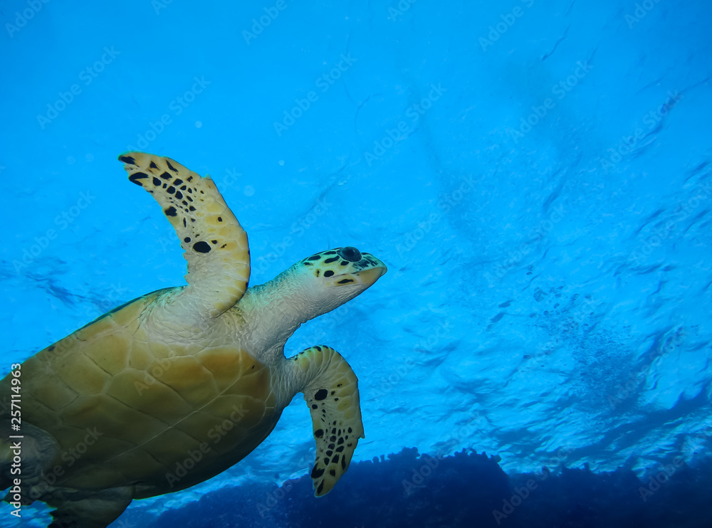 Obraz premium Underwater world in deep water in coral reef and plants flowers flora in blue world marine wildlife, travel nature beauty exploration in diving trip,adventures recreation dive. Fish, corals,creatures