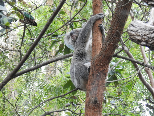 koala hanging out