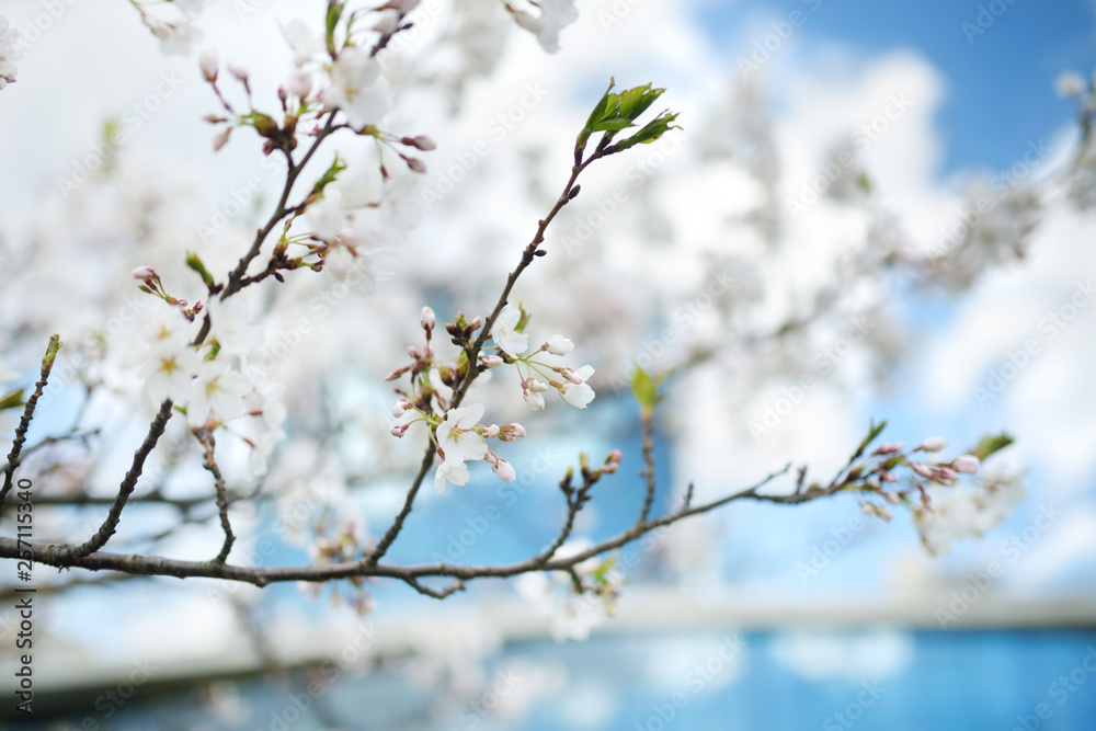 Beautiful cherry tree blossoming on spring. Beauty in nature.