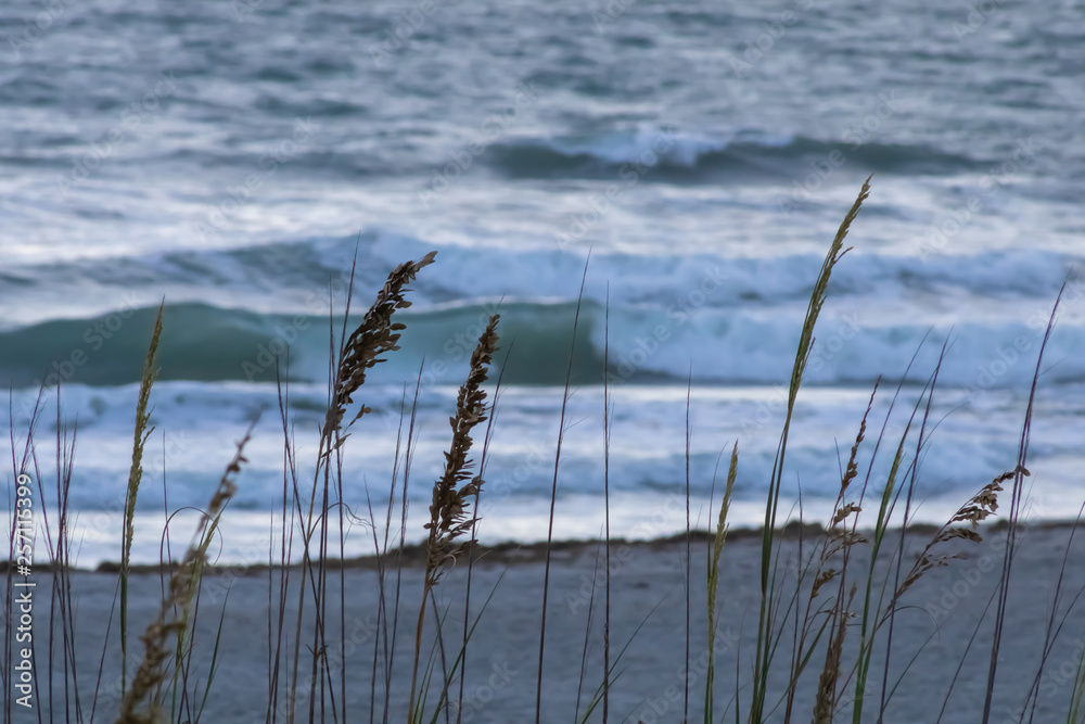 Scenic Beach Landscape focusing on Several Sea Oats in the Foreground against the Ocean Background at Daybreak in Cocoa Beach, Florida Scenic Beach Landscape focusing on Several Sea Oats in the Foreground against the Ocean Background at Daybreak in Cocoa Beach, Florida