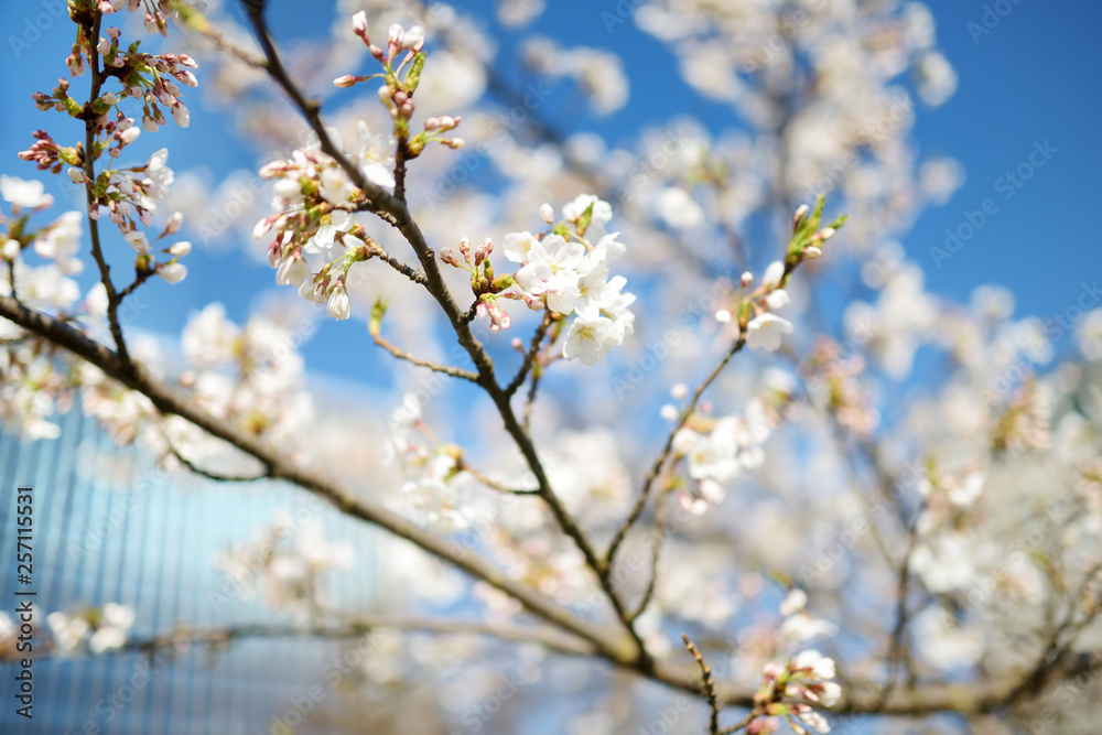 Beautiful cherry tree blossoming on spring. Beauty in nature. Beautiful cherry tree blossoming on spring. Beauty in nature.