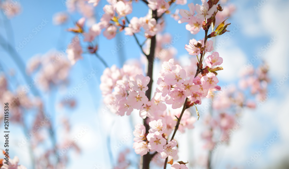 Beautiful cherry tree blossoming on spring. Beauty in nature.