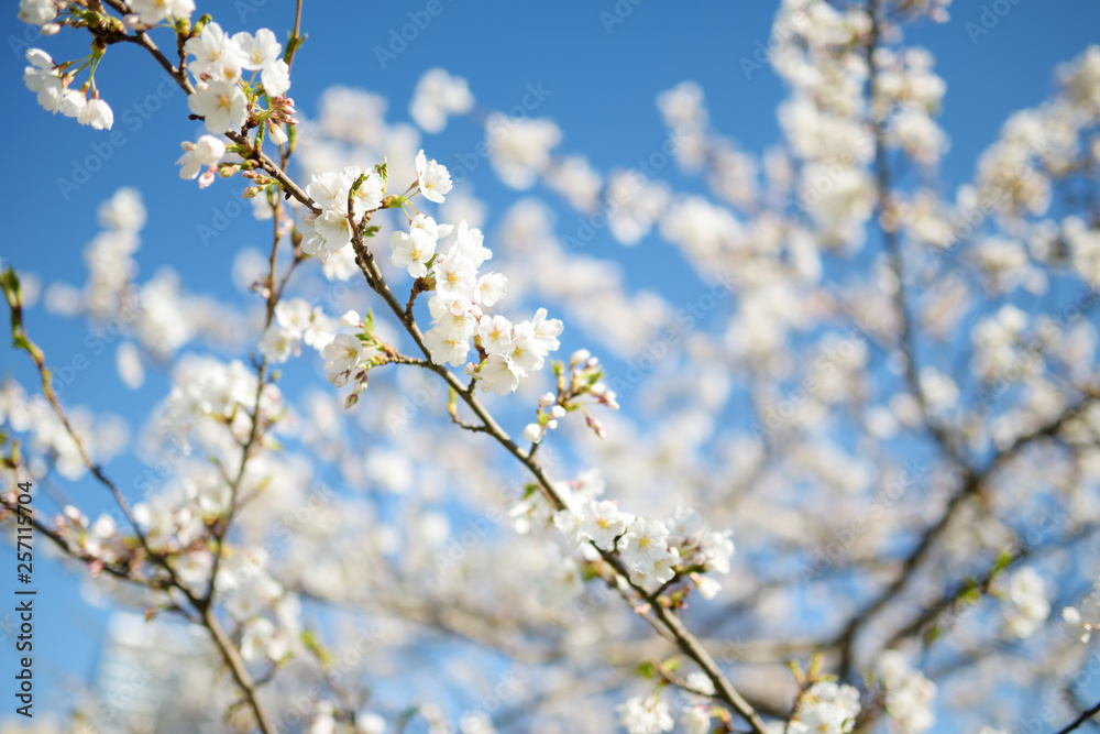 Beautiful cherry tree blossoming on spring. Beauty in nature.