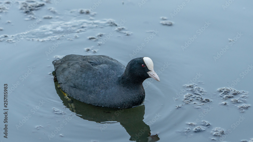 Kaczka duck Łyska zwyczajna Fulica atra Eurasian Coot ande Kaczka duck Łyska zwyczajna Fulica atra Eurasian Coot ande