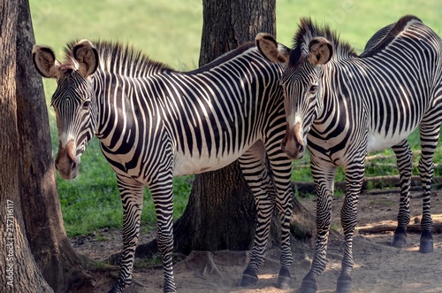 Two Zebras standing side by side in enclosed field park