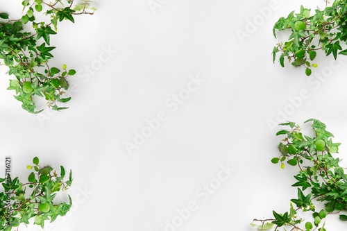 Plante retombante verte sur fond blanc