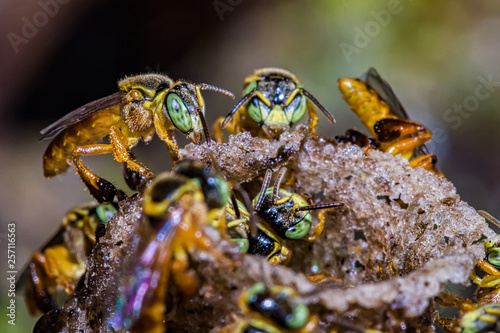 bee Tetragonisca angustula colony macro photo -  Bee Jatai / Tetragonisca angustula photo