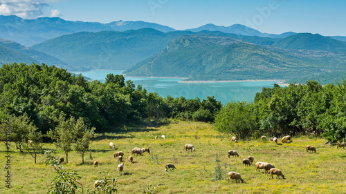 Lake Bileca, sheep in the meadow by the lake ,Sheep grazing on the background of the lake