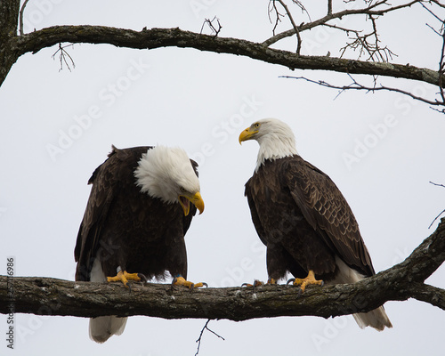 Mr & Mrs Eagle