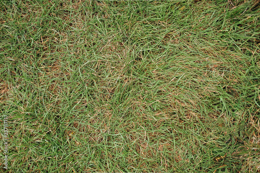 Green grass as a background for a picture. Top view, copy space. Green grass as a background for a picture. Top view, copy space.