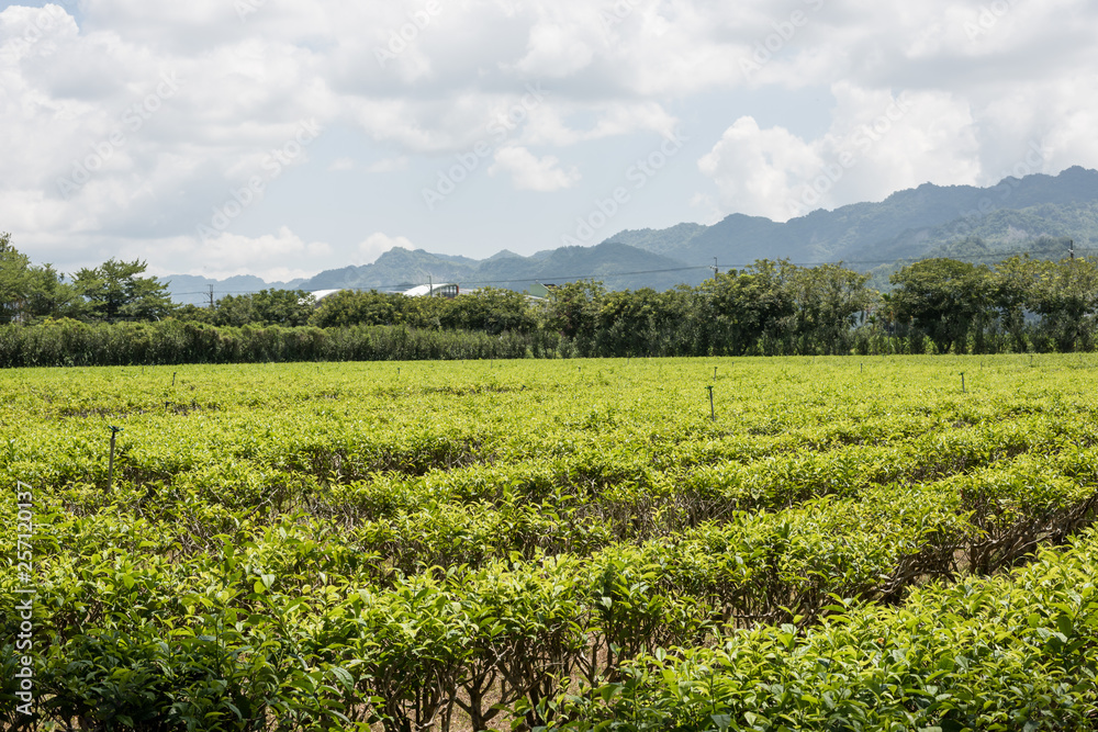 farm of tea tree