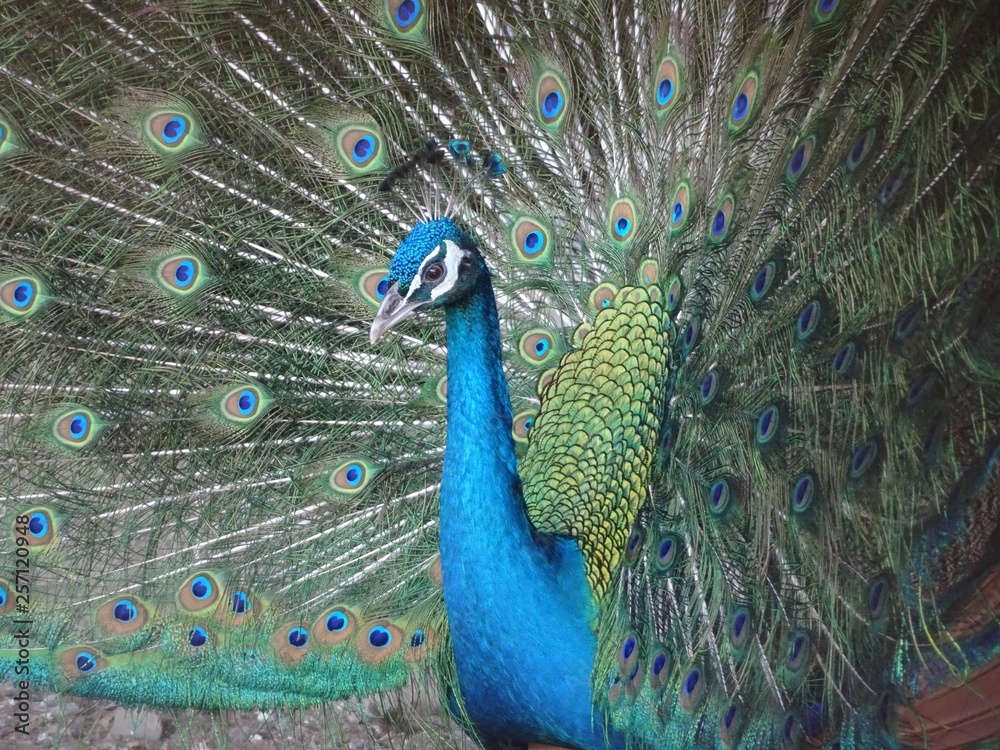 Naklejka premium クジャクー羽を広げて横をむく孔雀
