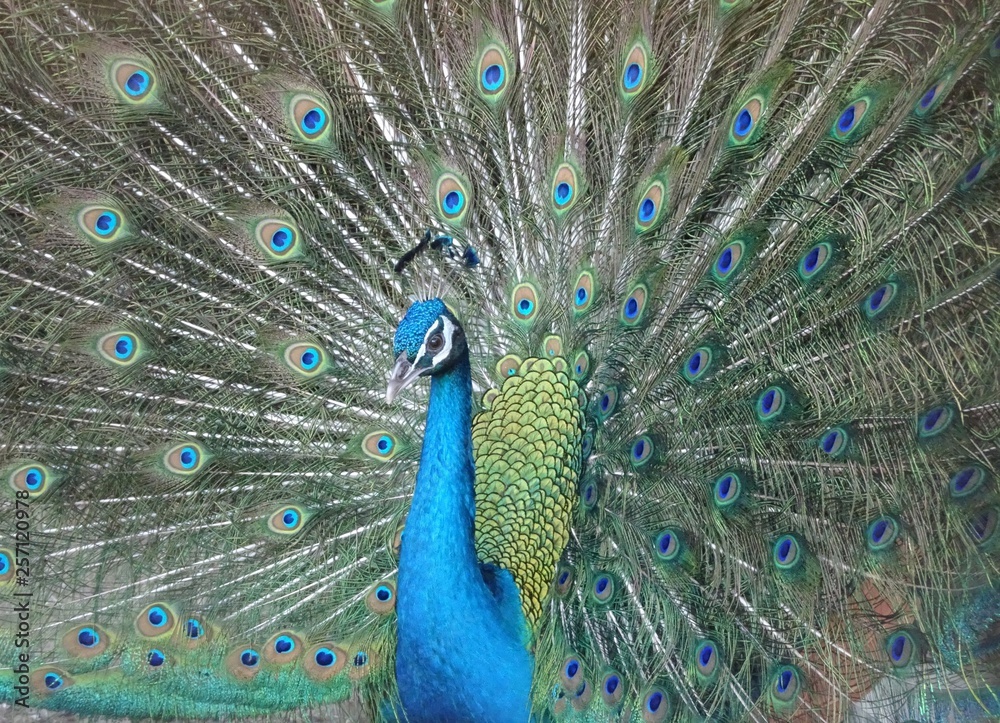 Obraz premium クジャクー羽を広げた孔雀