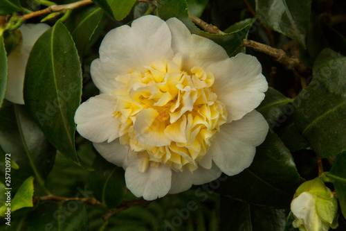 Common camellia  Japanese camellia. Camellia japonica  Brushfield s yellow 