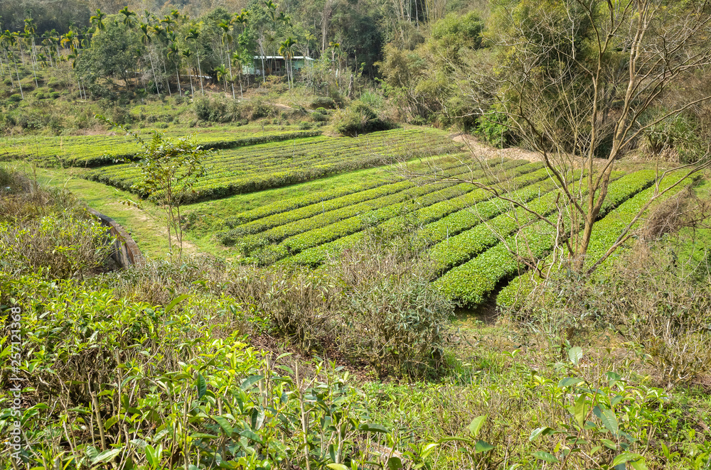 green tea farm in the valley