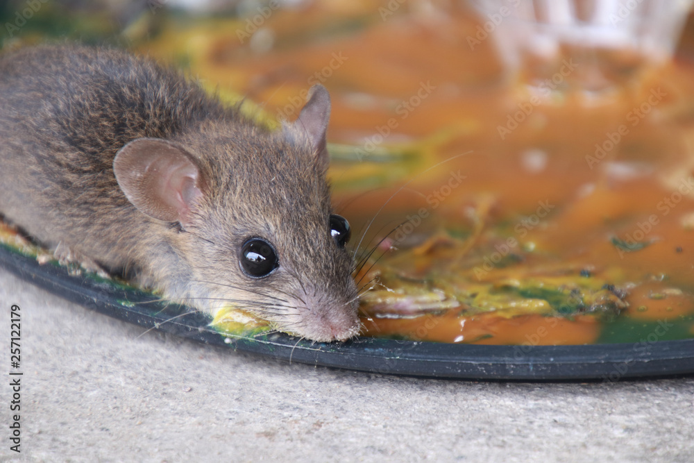 rats in glue stick on the mousetrap.Dangerous disease plague , rabies ...