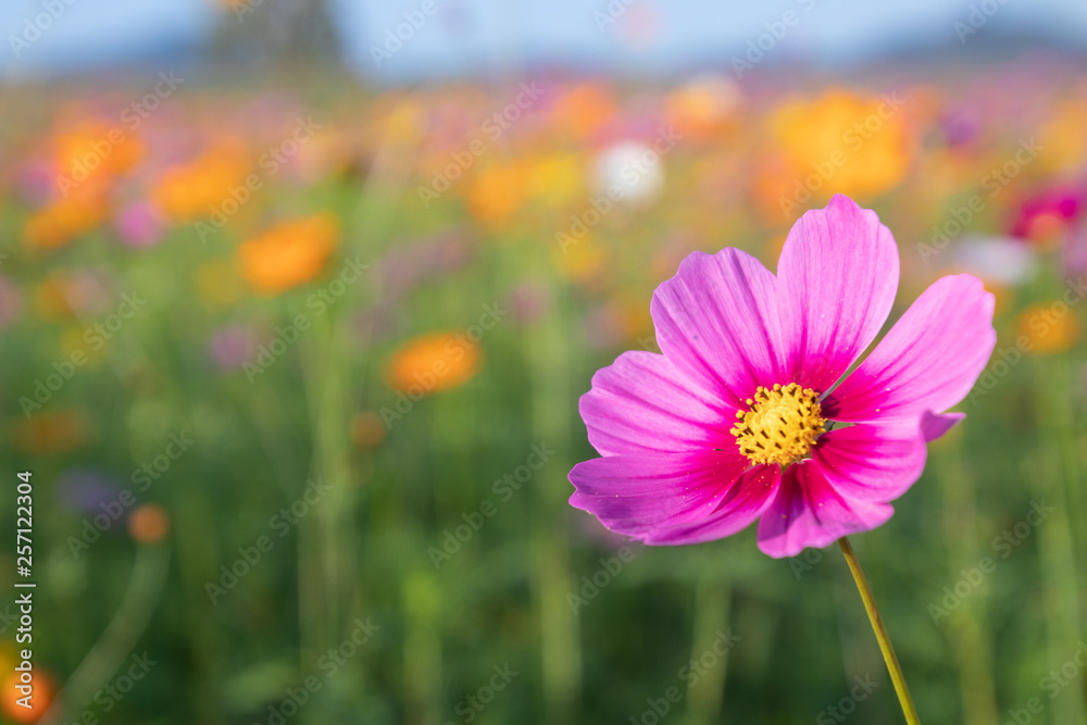 Pink and yellow cosmos flower field background.Beautiful cosmos flower natural garden in countryside.Flower field in summer concept. Pink and yellow cosmos flower field background.Beautiful cosmos flower natural garden in countryside.Flower field in summer concept.