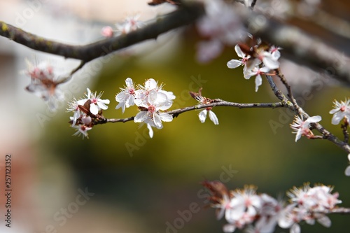 Cherry blossom at park